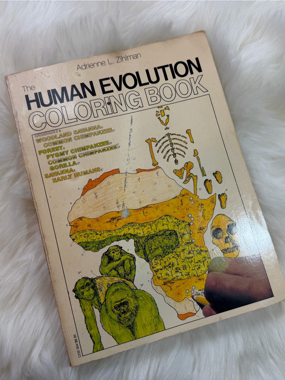 Vintage 1982 Human Evolution Coloring Book Barnes & Noble Anthropology Biology
